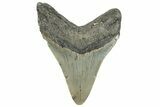 Serrated, Fossil Megalodon Tooth - North Carolina #294713-1